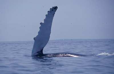 humpback-whale-broach-0504-1a